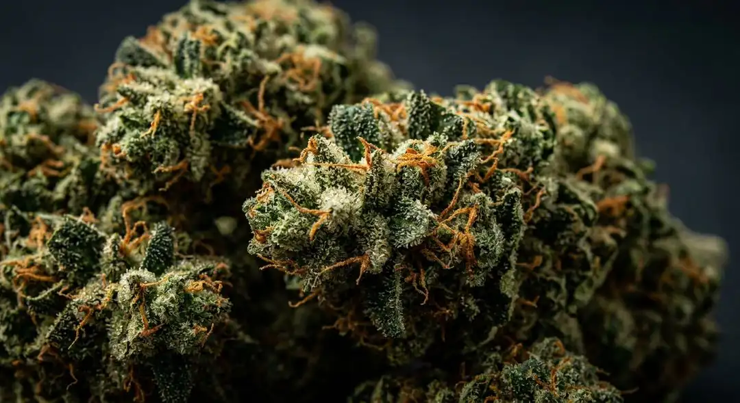 Nova OG feminized cannabis buds showing dense, resin-coated indica structure with vibrant orange pistils and frosty trichomes