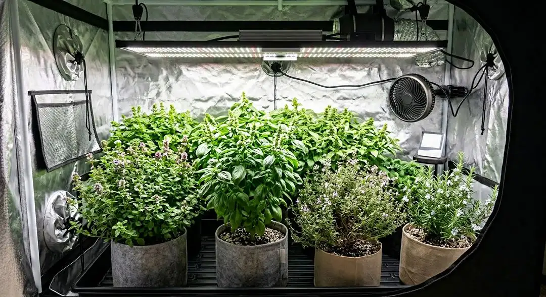 Nova OG cannabis plants mid-flower indoors showing dense indica bud sites, medium height structure, and heavy resin development