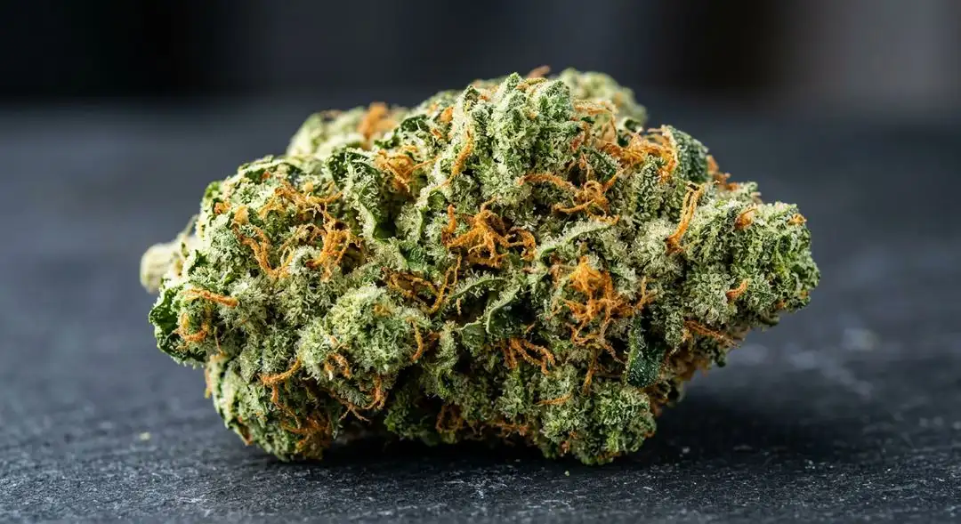 Dense OG Kush feminized buds covered in amber trichomes, showing classic lime-green coloration with deep orange pistils