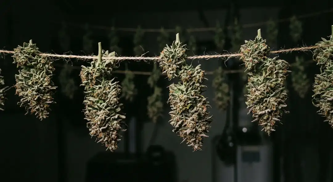 Perfectly cured OG Kush cannabis buds in a glass jar showing rich trichome coverage and vibrant orange hairs