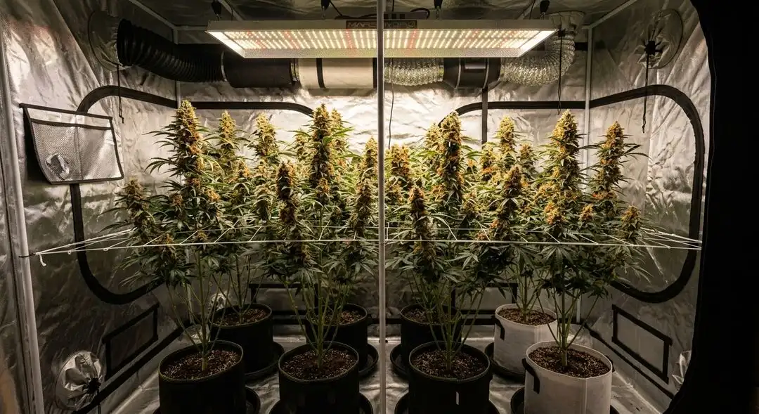 Orange Kush cannabis plants in mid-flower showing dense bud sites, medium height, and vibrant green foliage under grow lights