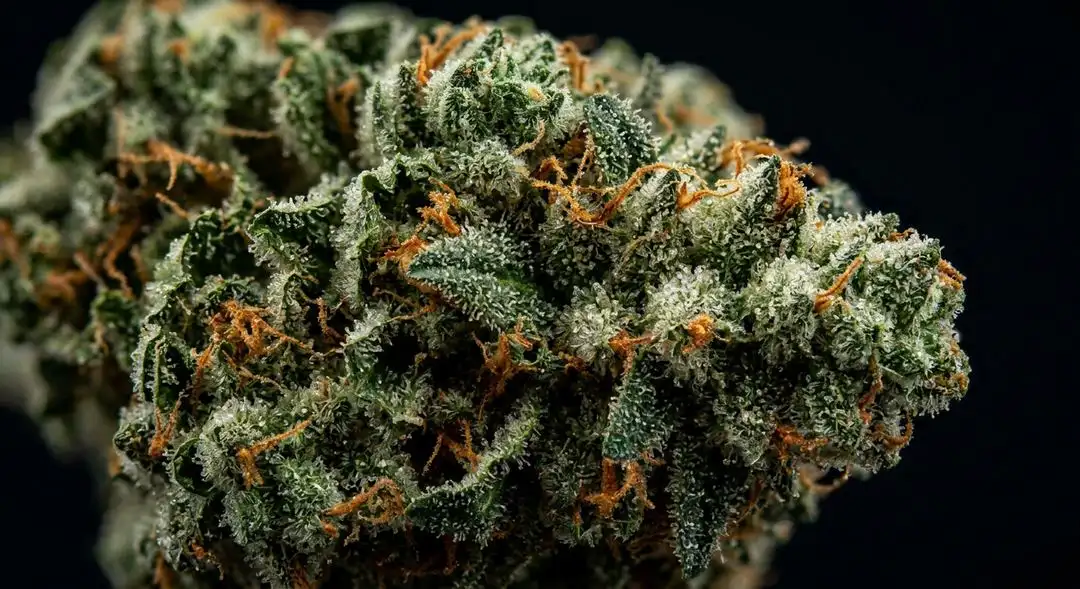 Dense Papaya cannabis buds showing bright orange pistils and heavy resin coverage with a tropical fruit aroma