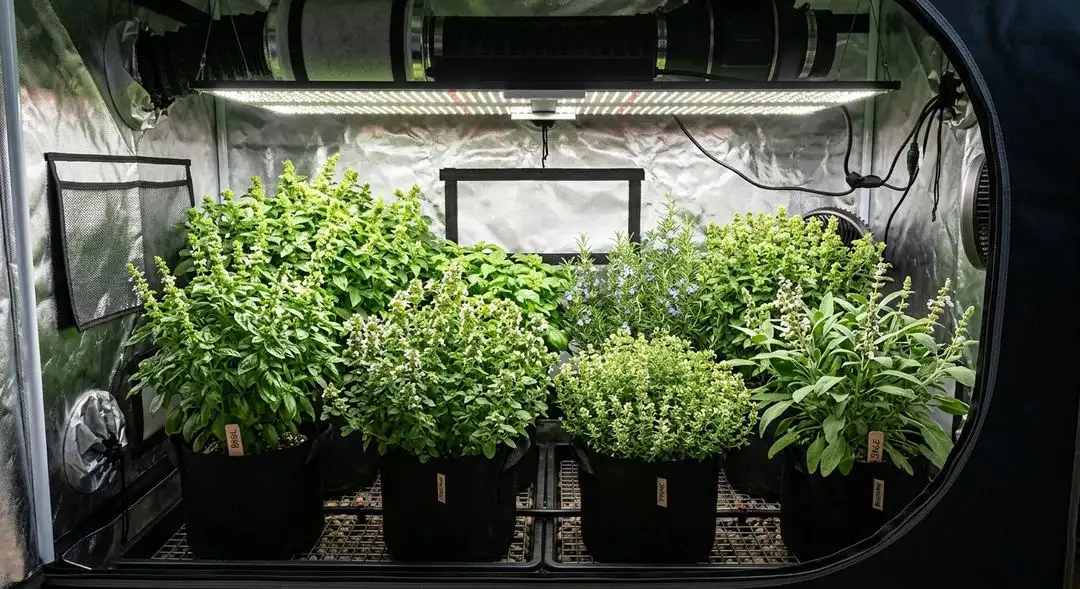 Papaya cannabis plant in mid-flower showing dense bud sites, medium structure, and heavy trichome development under grow lights