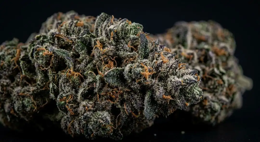 Dense Phantom Cookies cannabis buds showing deep purple hues, orange pistils, and heavy trichome coverage after harvest