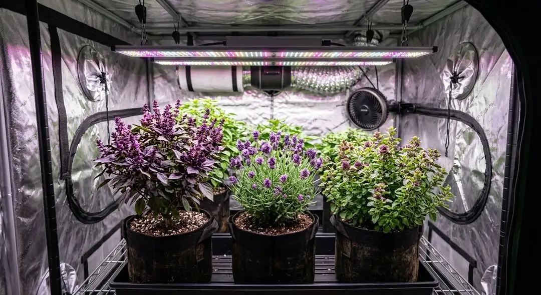 Phantom Cookies cannabis plants mid-flower showing sativa-dominant structure with purple-tinged buds developing under grow lights