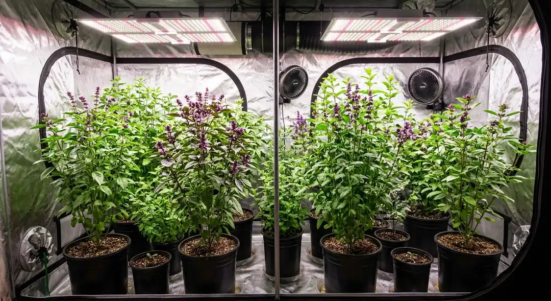 Pineapple Kush feminized cannabis plant mid-flower showing dense bud structure and tropical terpene-rich colas