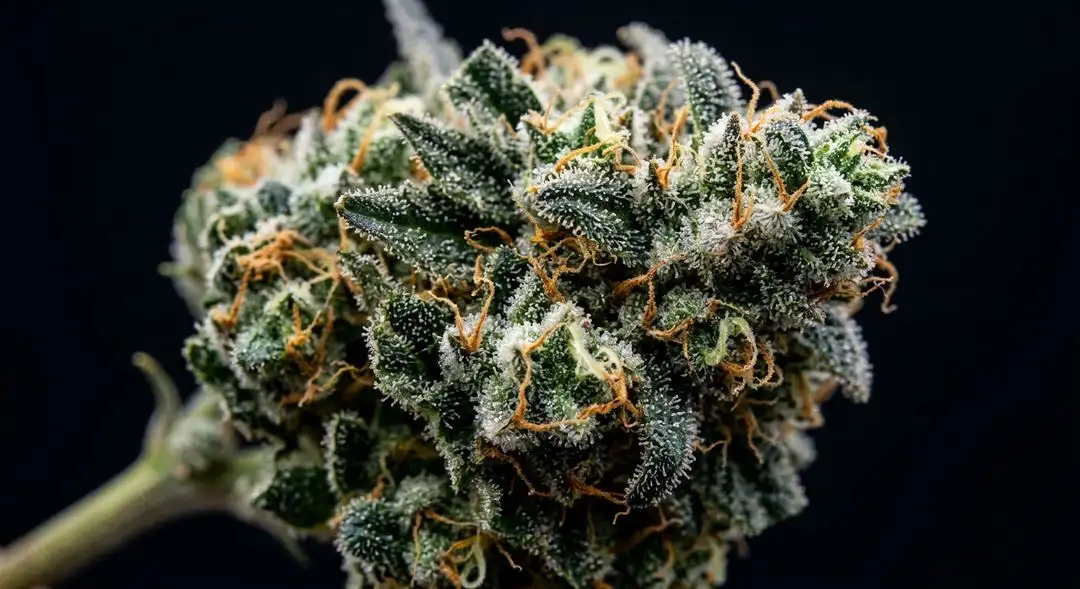 Close-up of Plushberry Autoflower buds showing dense purple-tinged colas with frosty trichome coverage and orange pistils