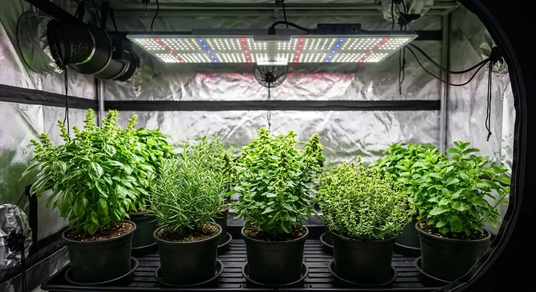 Plushberry Autoflower cannabis plant mid-flower showing medium-height structure with dense bud sites and purple leaf coloration