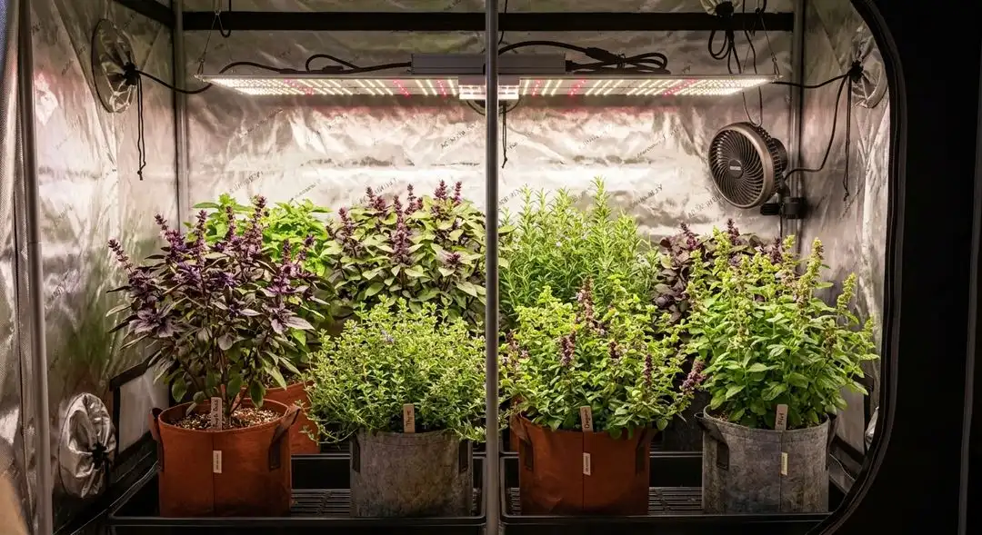 Purple Haze Autoflower plants mid-flowering showing early purple coloration and dense bud development under grow lights