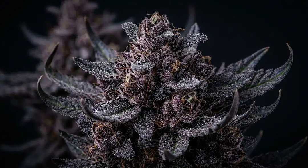 Dense purple-tinged Purple Kush autoflower buds coated in frosty trichomes with deep violet and forest green hues