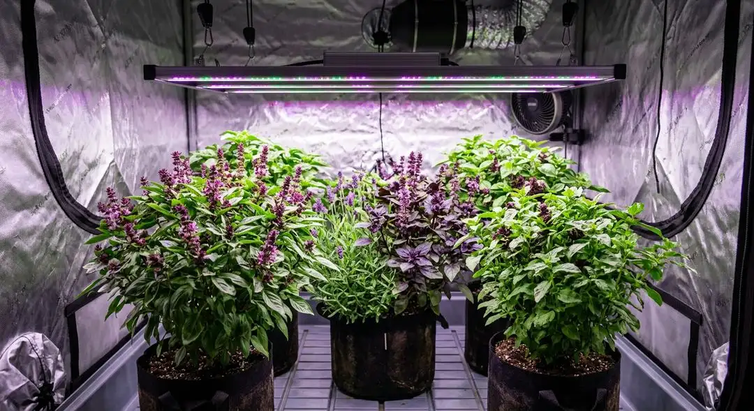 Purple Power cannabis plant mid-flower showing vigorous sativa stretch, purple-tinted fan leaves, and developing bud sites outdoors