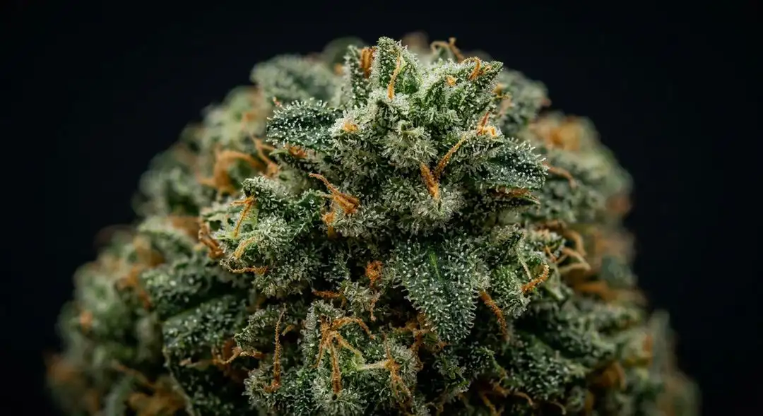 Dense Quantum Kush buds covered in amber trichomes showing deep green and purple hues with visible orange pistils