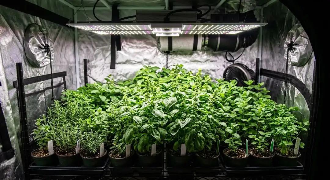 Quick One autoflower cannabis plant showing dense resinous buds and compact indica structure at peak flowering stage