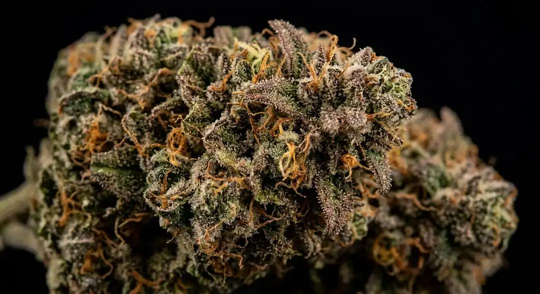 Close-up of Red Dragon feminized cannabis buds showing dense orange pistils and resinous trichome coverage