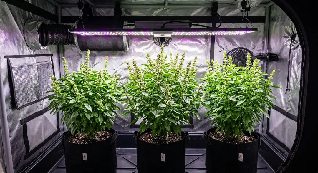 Silver Pearl cannabis plants mid-flower showing sativa stretch, resin development and dense pistil coverage under grow lights