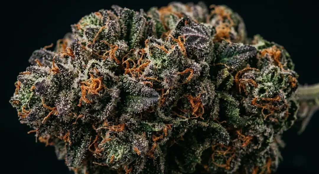 Close-up of Skunk Red Hair feminized cannabis buds showing dense orange pistils and frosty trichome coverage