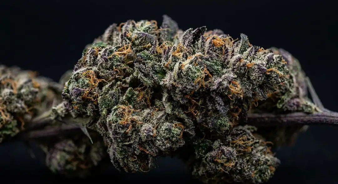 Snow White feminized cannabis buds covered in white trichomes, dense indica structure with frosty coating