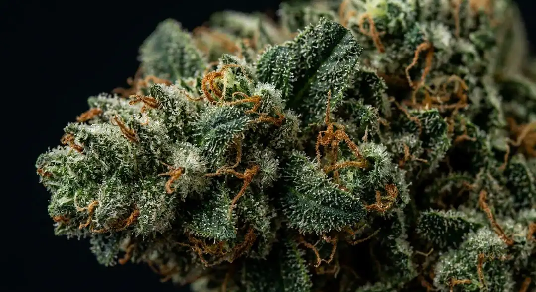 Dense Strawberry Banana cannabis buds coated in trichomes with vivid orange pistils and a sweet tropical aroma