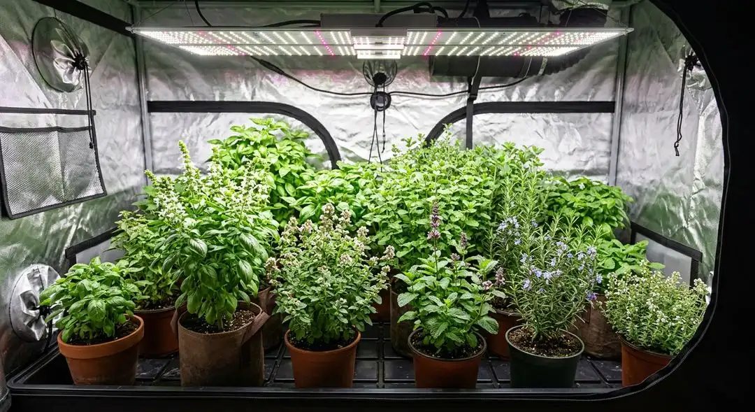 Strawberry Banana cannabis plant in late flowering stage showing dense bud sites and rich green foliage under grow lights