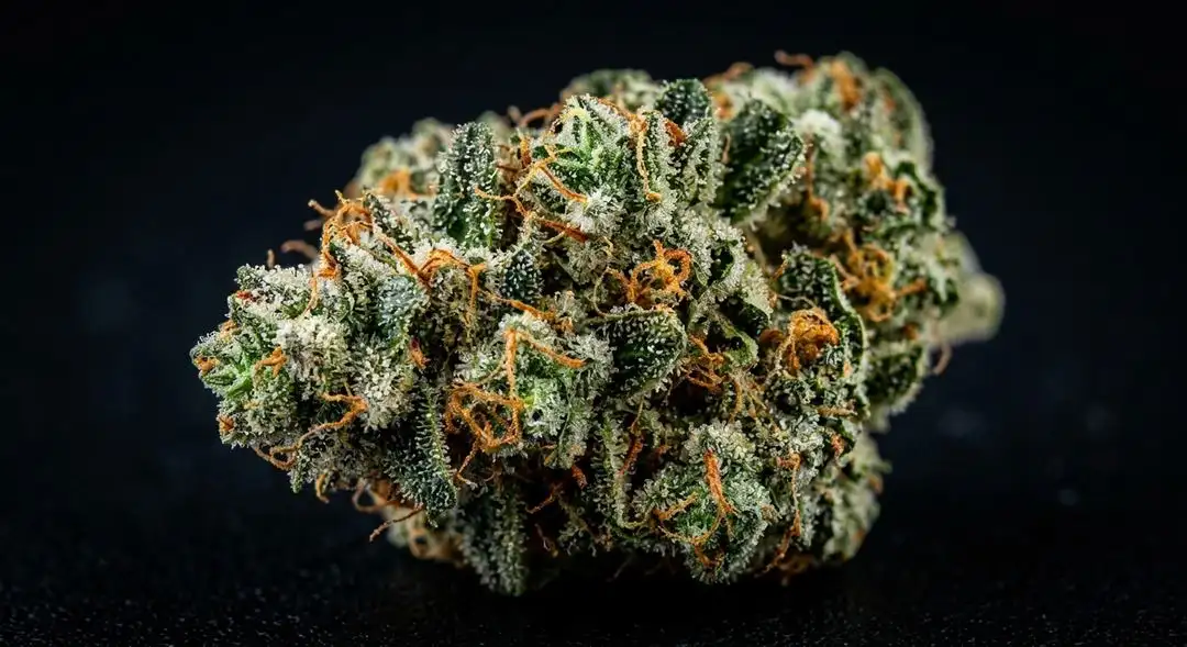 Close-up of Strawberry Diesel feminized cannabis buds showing dense trichome coverage and orange pistils