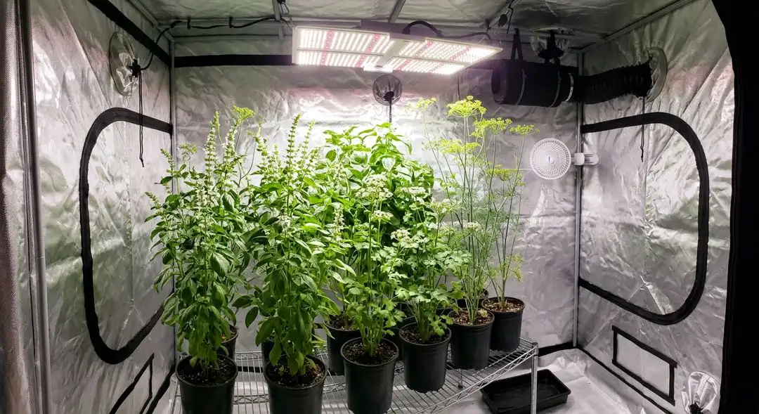 Strawberry Diesel cannabis plants growing indoors under LED lights during mid-flowering stage