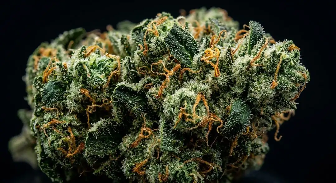 Dense Sunset Sherbet cannabis buds showing orange pistils, frosty trichomes, and deep green and purple coloration