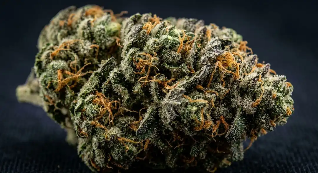 Super Glue feminized cannabis buds covered in dense white trichomes with pine and earthy aroma, grown from DSS Genetics seeds