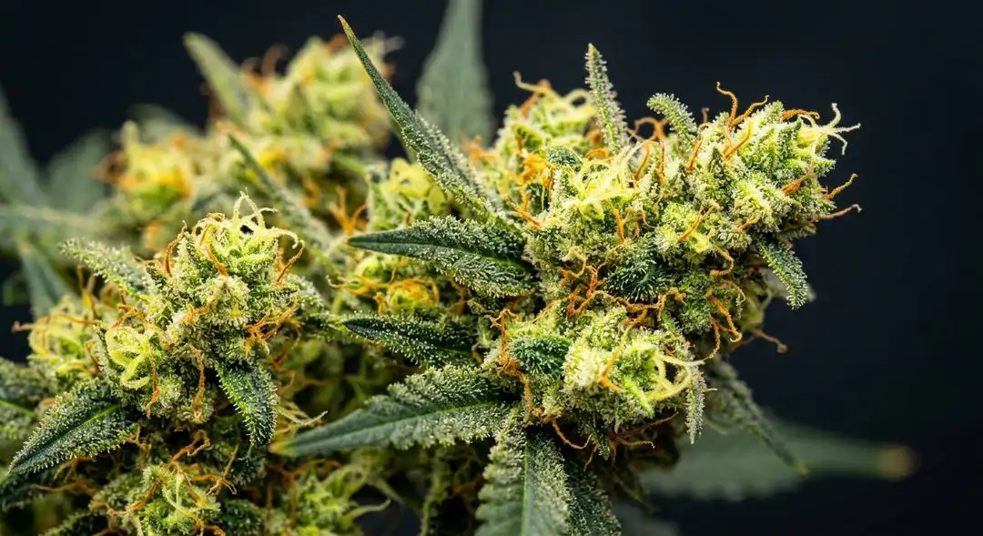 Super Lemon Haze feminized cannabis buds with citrus-yellow trichomes