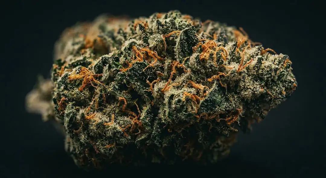 Super Silver Haze XTRM feminized cannabis buds covered in silver trichomes with citrus and diesel aroma