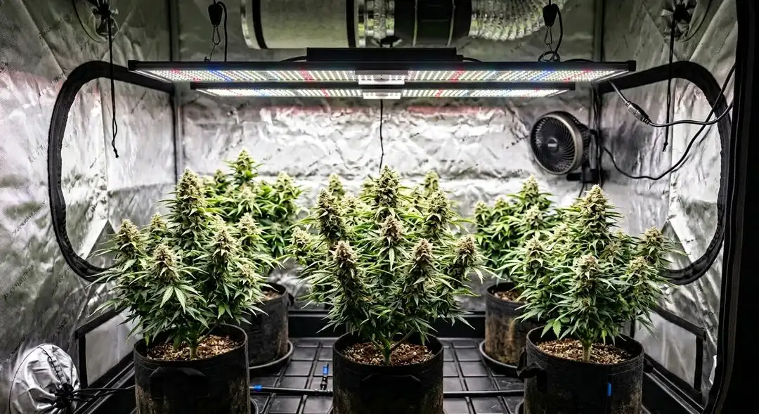 Super Silver Haze XTRM cannabis plants growing tall with sativa structure and dense developing colas under grow lights