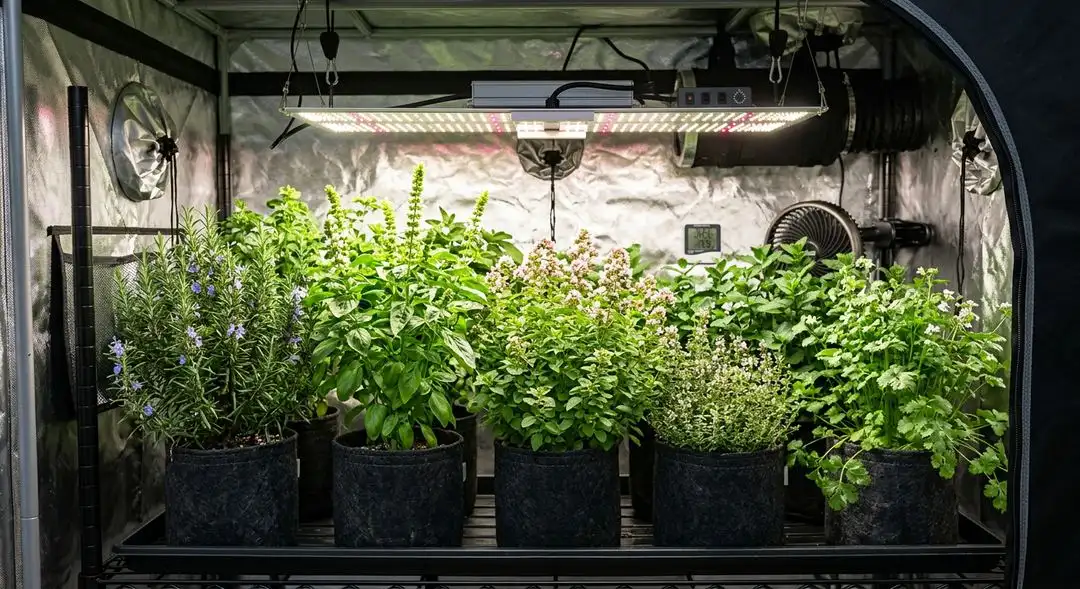 Sweet Tooth feminized cannabis plant mid-flowering showing dense lateral bud structure and resin development
