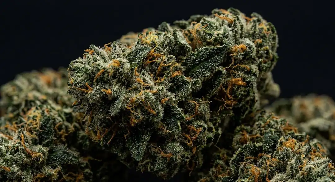 Dense Swiss Cheese Autoflower buds showing thick trichome coverage with deep green coloring and orange pistils