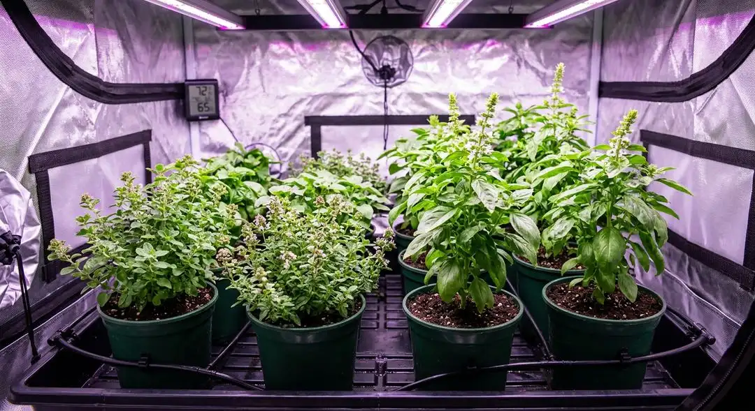 Swiss Cheese Autoflower plants in mid-flower stage showing medium height structure and dense bud sites under grow lights