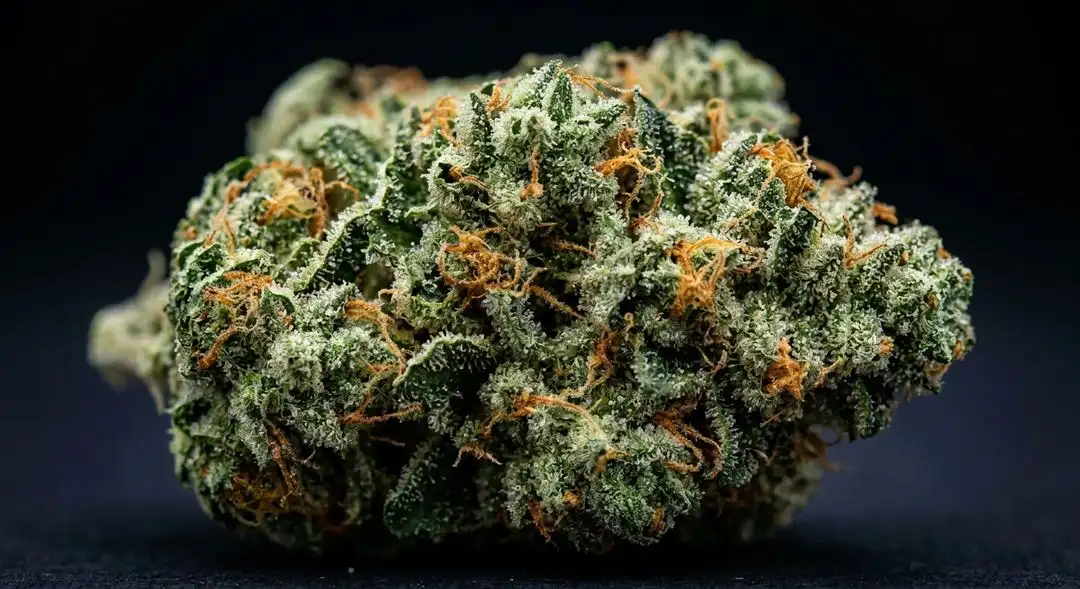 Tahoe OG feminized cannabis buds showing dense resin-coated calyxes with deep green hues and amber pistils