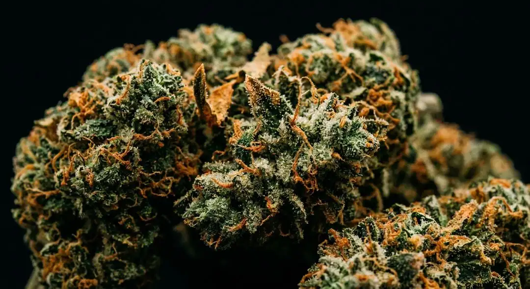Dense Tangerine Haze cannabis buds with bright orange pistils and glistening trichomes, vivid citrus aroma