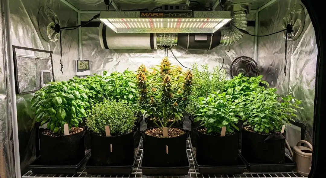 Tangerine Haze cannabis plant mid-flowering stage showing sativa-dominant structure, dense bud sites, and vibrant green foliage