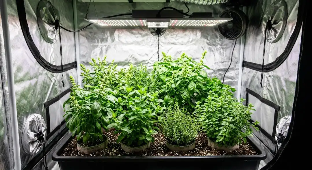 True OG cannabis plant in flowering stage showing dense bud sites and compact indica structure under grow lights