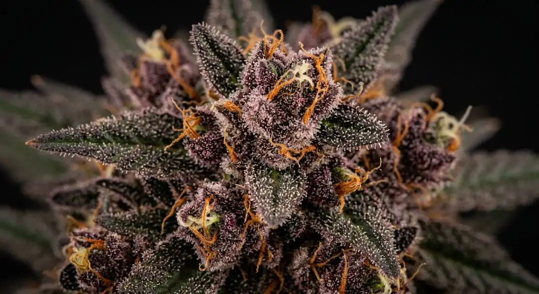 Ultra Violet OG feminized cannabis buds showing deep purple hues, dense resinous structure, and vibrant trichome coverage