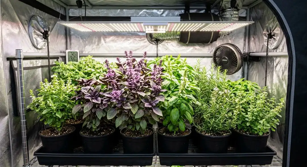 Ultra Violet OG cannabis plants growing indoors showing medium bushy structure with purple-tinged foliage and dense bud development