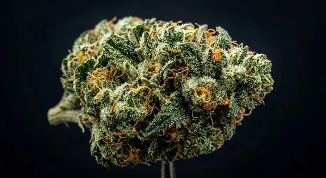 Waikiki Queen feminized cannabis buds showing dense tropical-scented flowers with golden trichome coverage