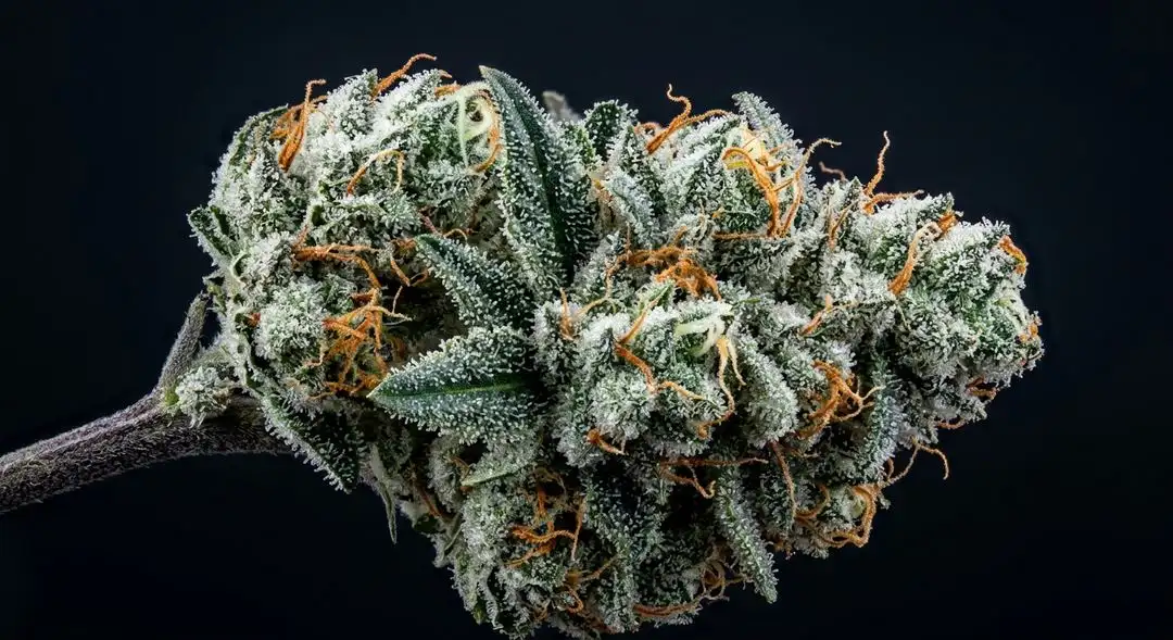 Dense White Cookies cannabis buds coated in trichomes with purple hues and vivid orange pistils on a dark background