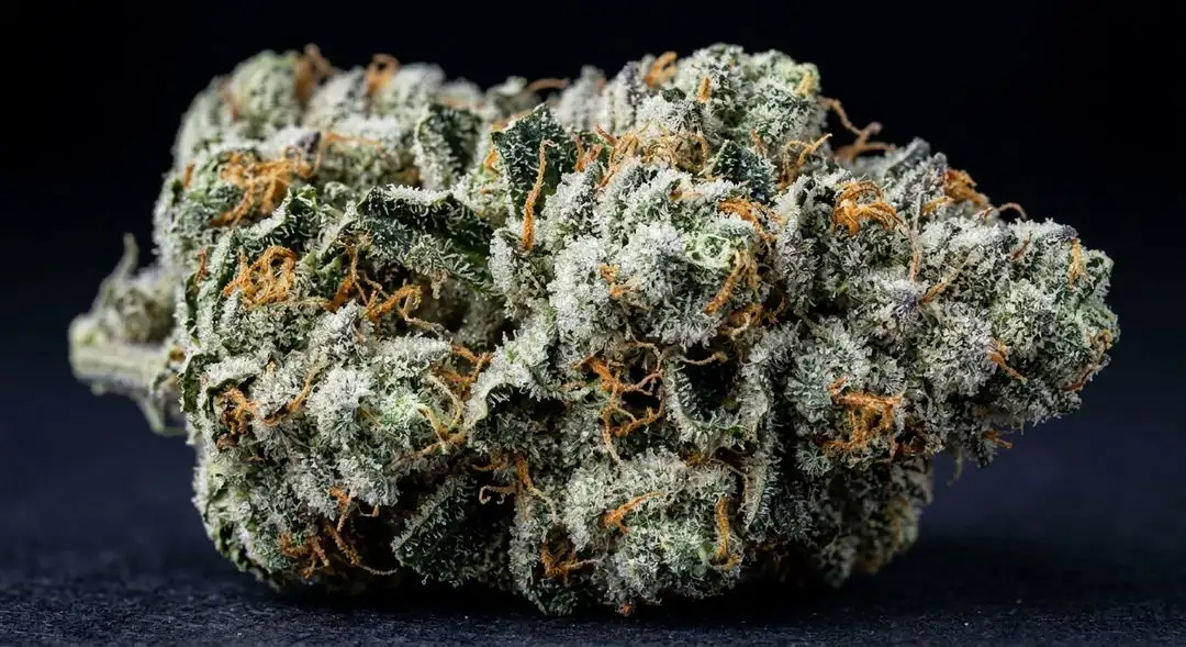 White LSD Autoflower dense resinous buds with frosty trichomes, pale green calyxes and orange pistils