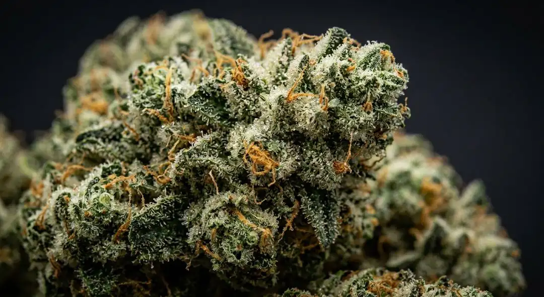 Dense White Rose feminized cannabis buds covered in trichomes showing earthy green and skunky resin-coated calyxes