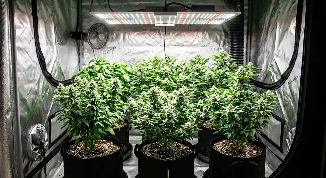 White Rose feminized cannabis plants mid-flower showing compact indica structure with dense bud sites and healthy green foliage