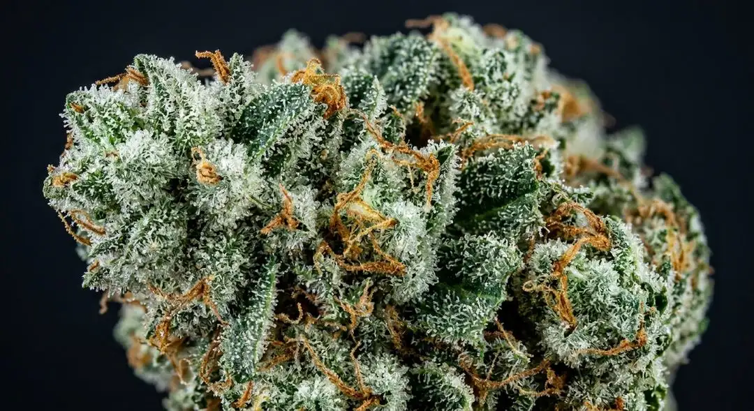 Close-up of White Russian feminized cannabis buds coated in dense trichomes with pine and citrus aromatic profile