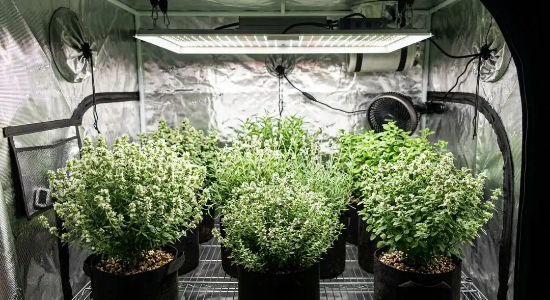 White Widow XTRM feminized cannabis plants in mid-flower showing dense resinous bud sites and healthy green foliage