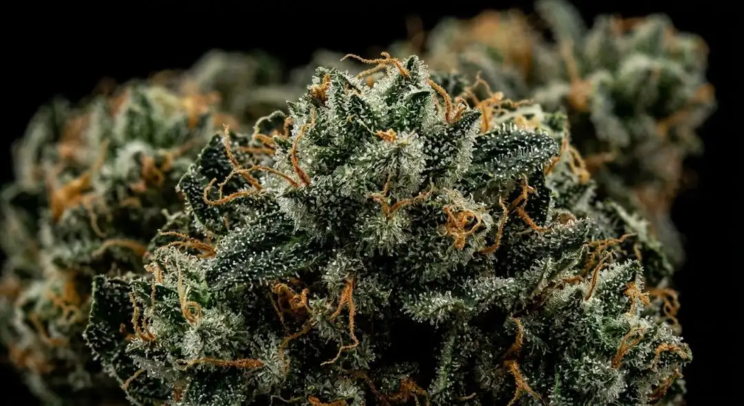 Dense Willie Nelson sativa cannabis buds with orange pistils, covered in frosty trichomes showing mature resin development