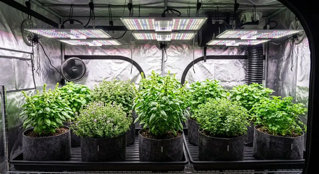 Willie Nelson sativa cannabis plants in mid-flower stage showing tall open structure with elongated internodes and developing buds