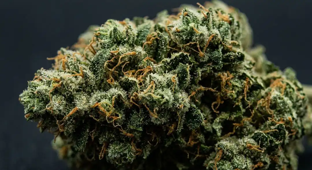 Dense Wonder Woman cannabis buds coated in amber trichomes, showing tropical-green calyxes with vivid orange pistils